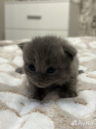 Котенок в добрые руки