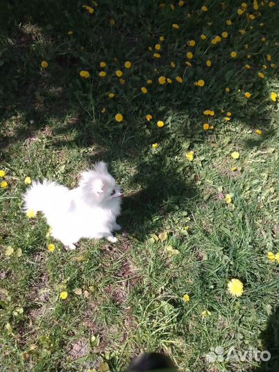 Белый померанский шпиц девочка