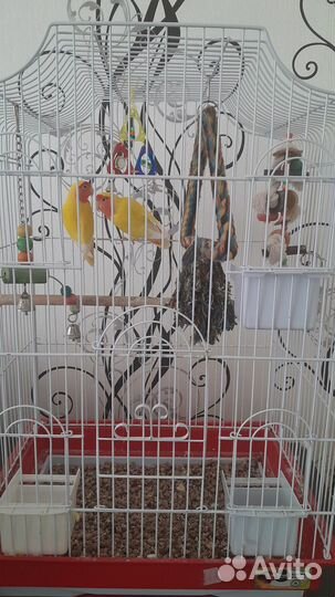 Попугай неразлучники с клеткой