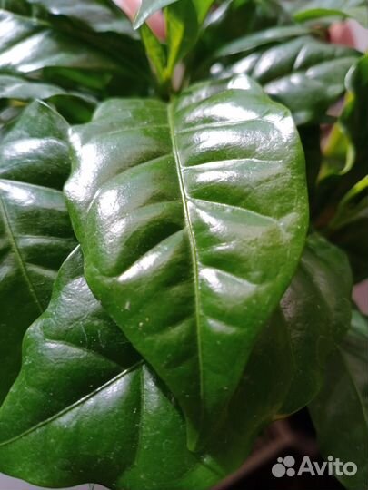 Кофе Арабика растение