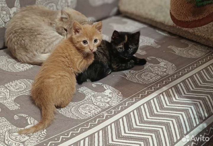 Котята в добрые руки