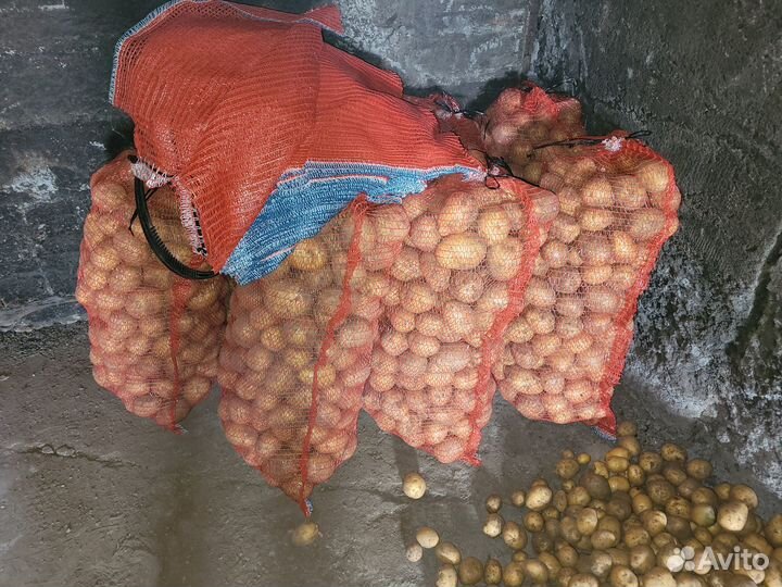 Продам картофель
