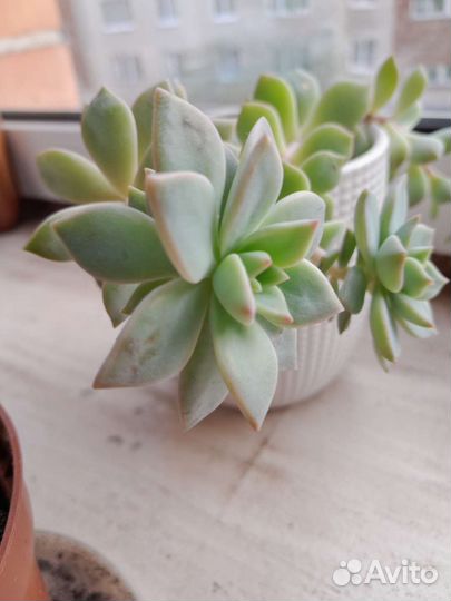 Суккуленты