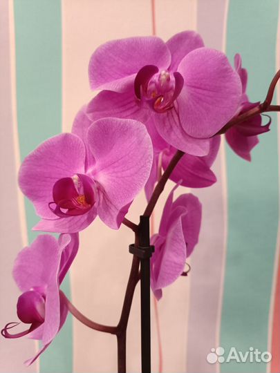 Орхидея цветущая в наличии