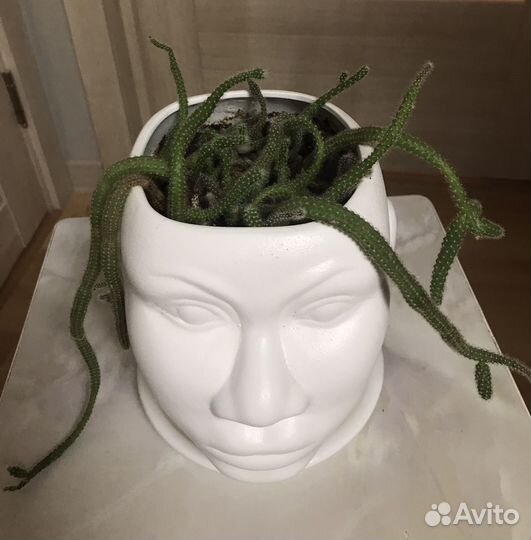 Кашпо с кактусами