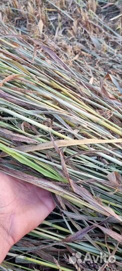 Сено суданка в тюках