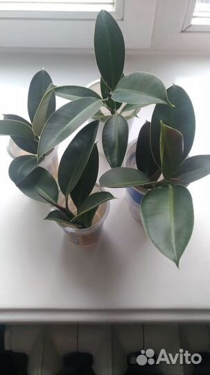 Фикусы робуста разные, хлорофитум двухцветный-кудр