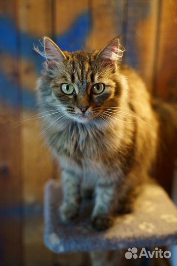 Кошка, 4 года