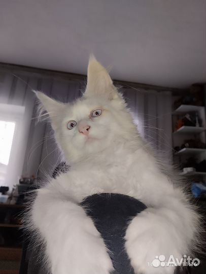 Котята мейн-кун