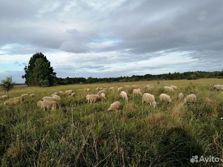 Коровы и овцы
