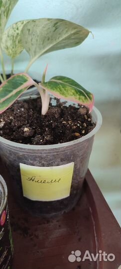 Аглаонемы сортовые