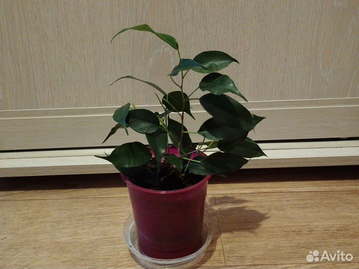 Фикус Бенджамина