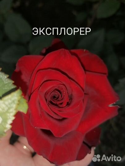 Саженцы роз