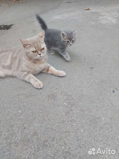 Шотландские котята