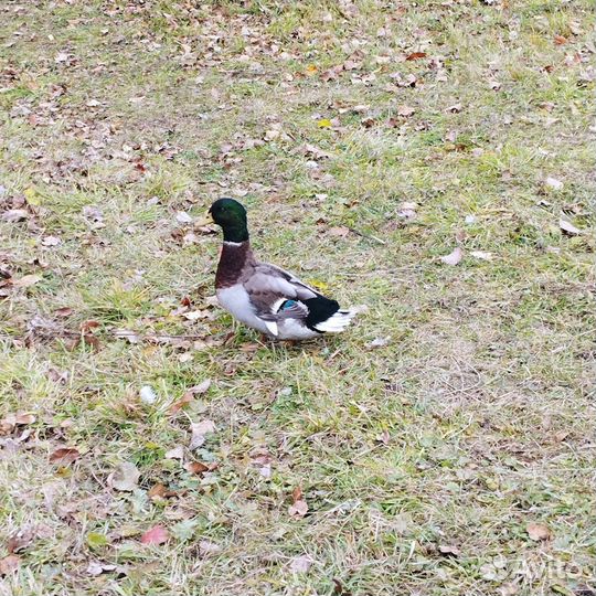 Дикие подсадные утки