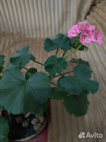 Пеларгония герань