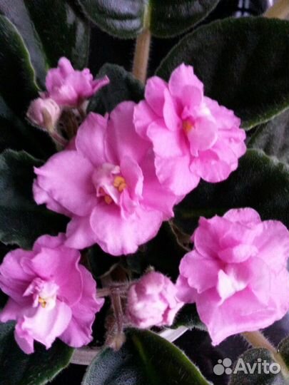 Фиалка сортовая