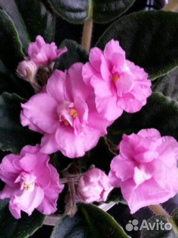 Фиалка сортовая