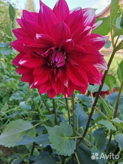 Георгины корневища Зеленоград