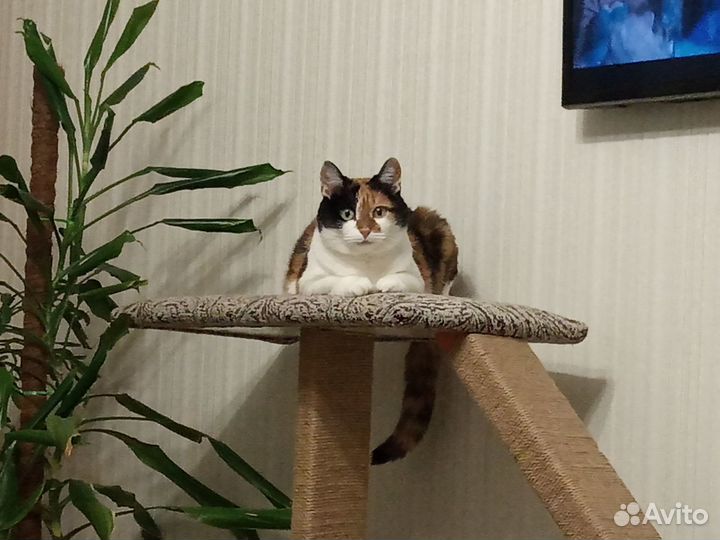 Когтеточка большая