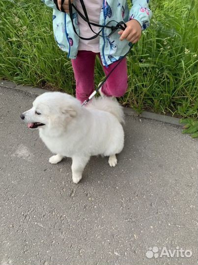 Собака Шпиц-немецкий (жених) ищет невесту