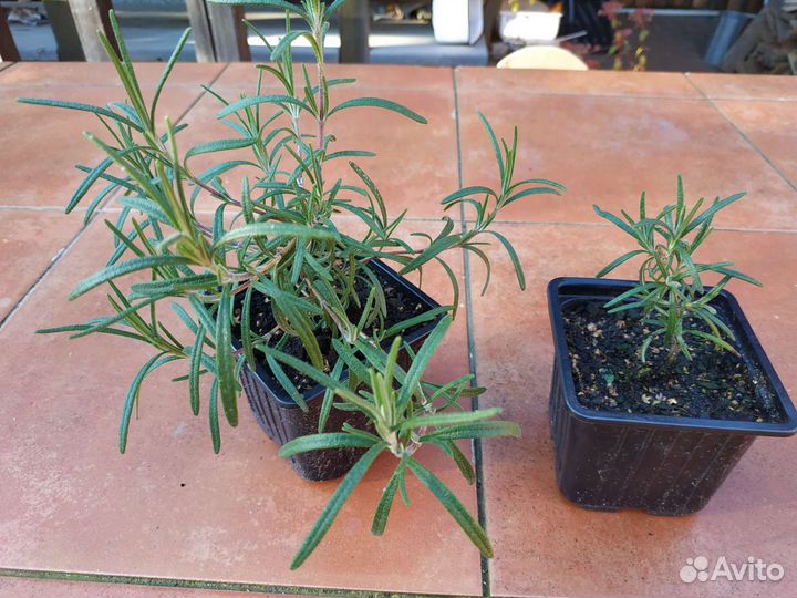 Розмарин комнатный