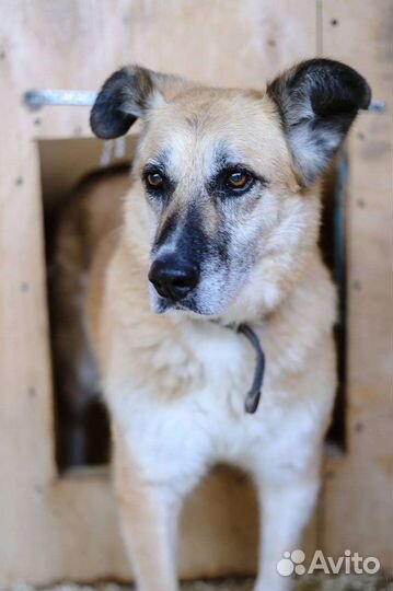 Собака Таша ищет семью