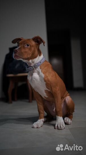 Питбуль вязка