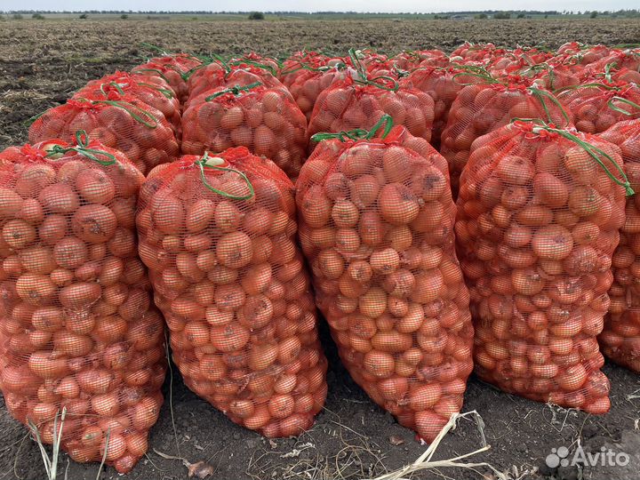 Лук на перо сорт Штутгарт