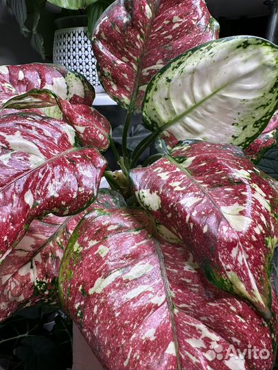 Аглаонема анимани триколор