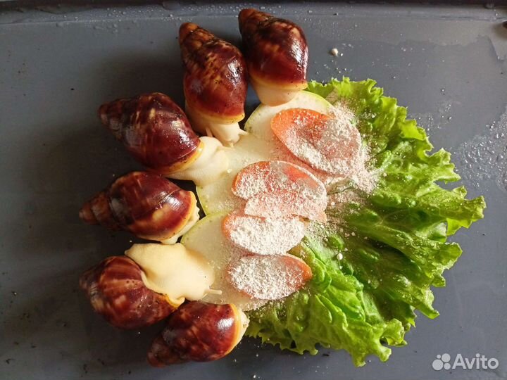 Улитки архахатины Бенин