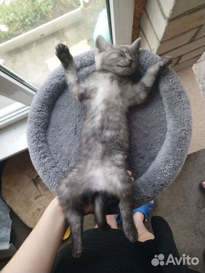 Котята в добрые руки бесплатно Хадыженск