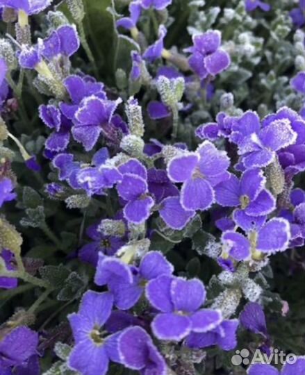 Многолетники