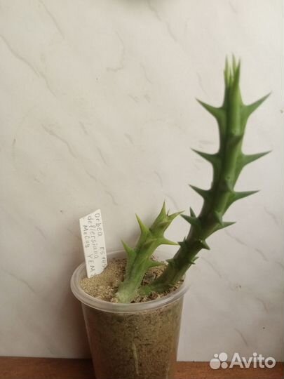 Суккулентные растения