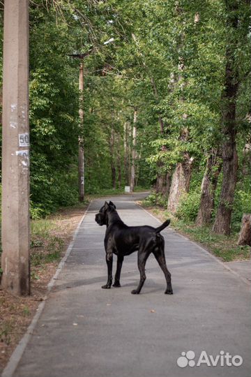 Вязка итальянский кане корсо