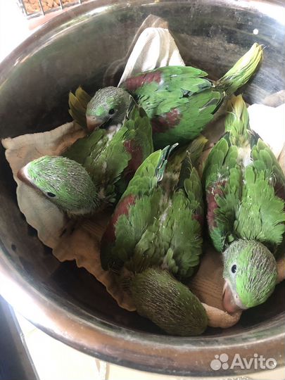 Александрийские попугаи птенцы выкормыши