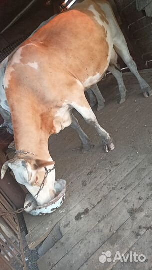Продается корова
