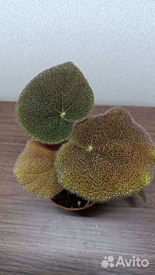 Бегонии сортовые