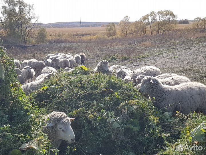 Беременные ярки и бараны Куйбышевской породы