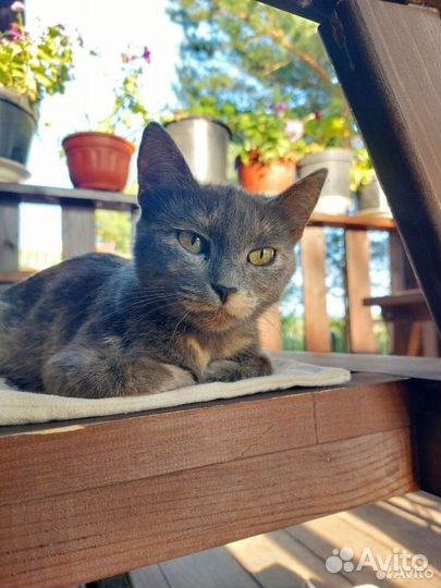 Пушистая малышка