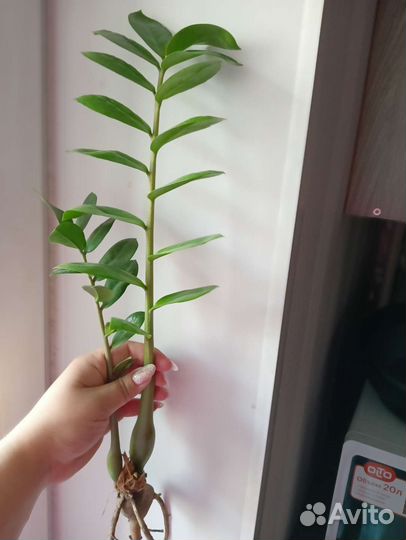 Замиокулькас