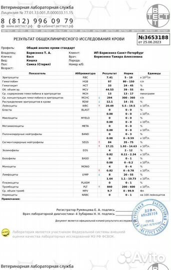 Бася уличная кошечка