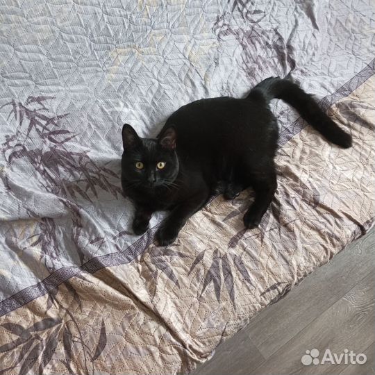 Кот