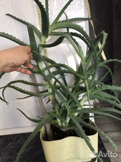 Алоэ лечебный