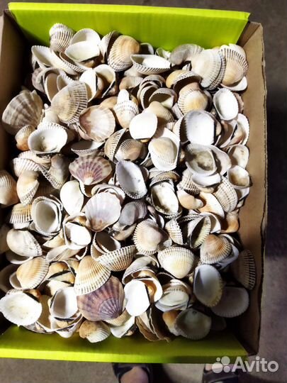 Коробка морских ракушек