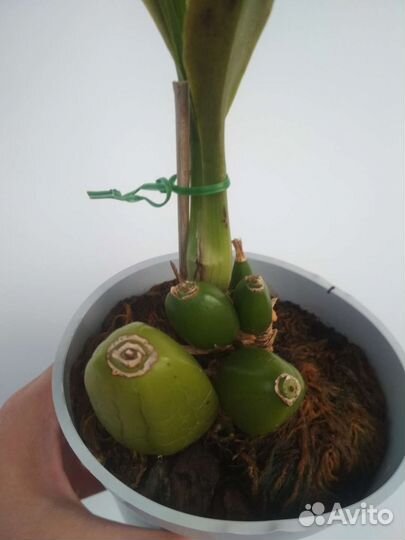 Орхидея зигопеталум