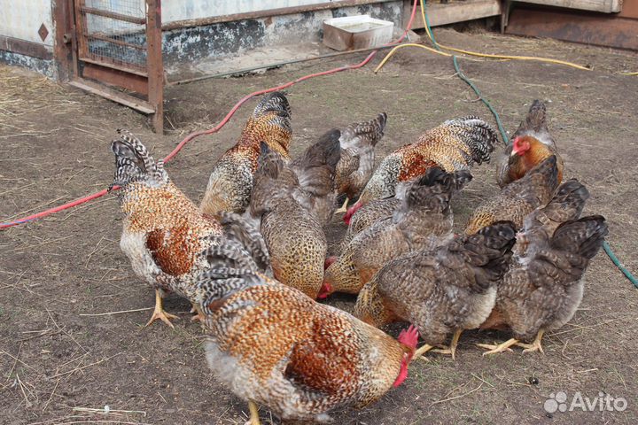 Инкубационное яйцо