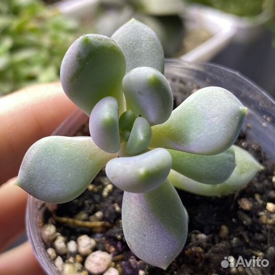 Суккуленты Pachyveria blue mist