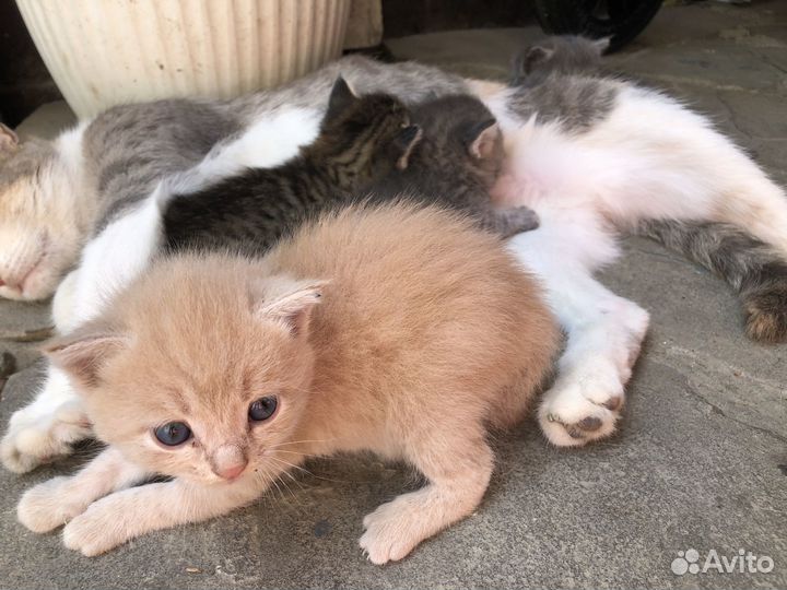 Отдам в добрые руки