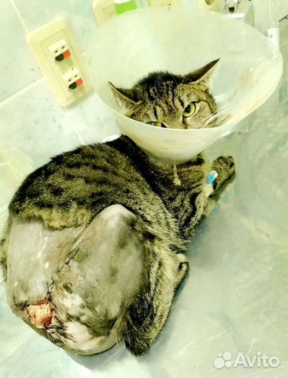 Котику нужна помощь и дом